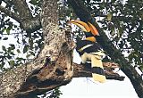 Great Hornbillborder=